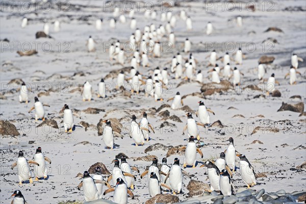 Gentoo Penguins