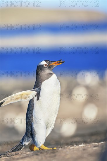 Gentoo penguin