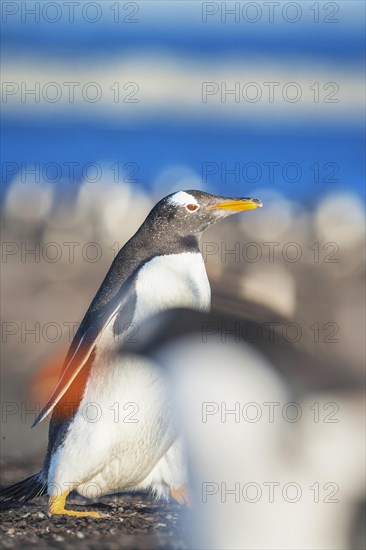 Gentoo Penguins