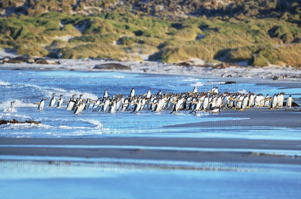 Gentoo Penguins