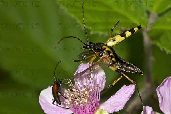 Spotted longhorn