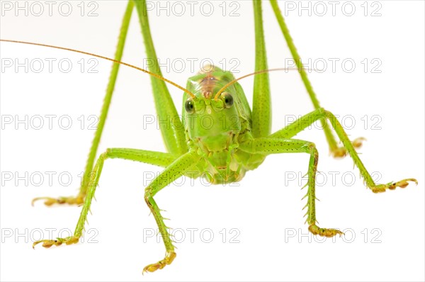 Green grasshopper