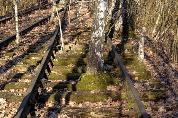 Birch growing between tracks