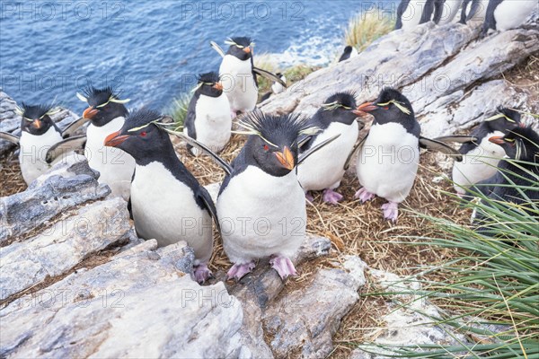 Group of rockhopper penguins