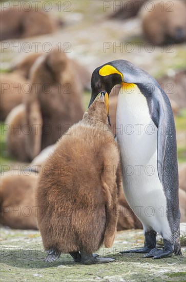 An adult King penguin