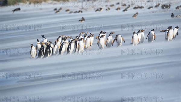 Gentoo Penguins