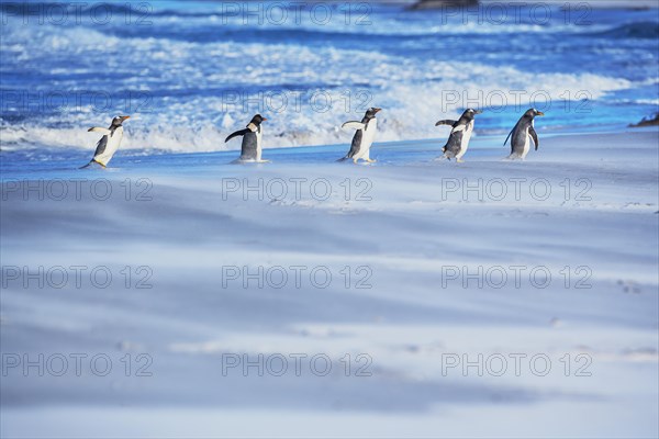 Gentoo Penguins