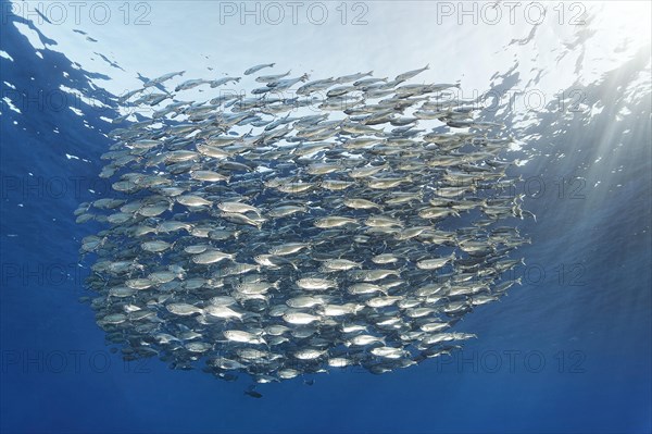 Shoal of five-striped tails