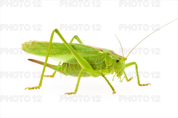 Green grasshopper