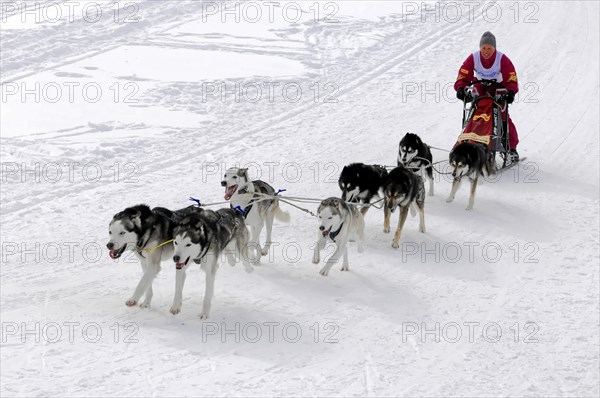 Musher with sled dog team