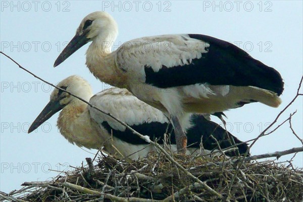 Storks