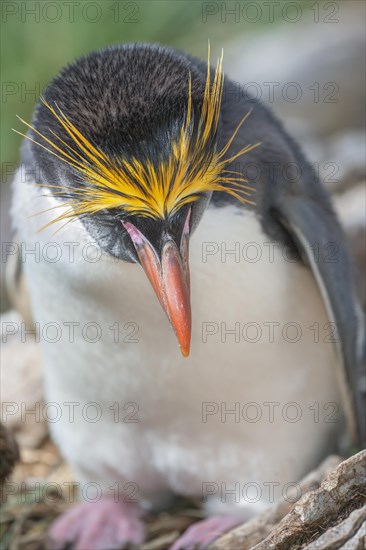 Close-up of a macaroni penguin