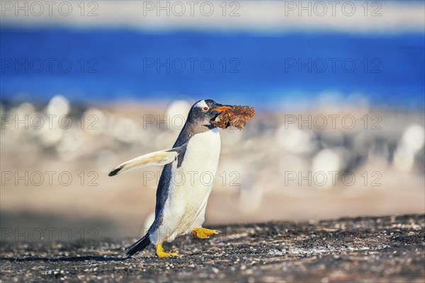 Gentoo penguin