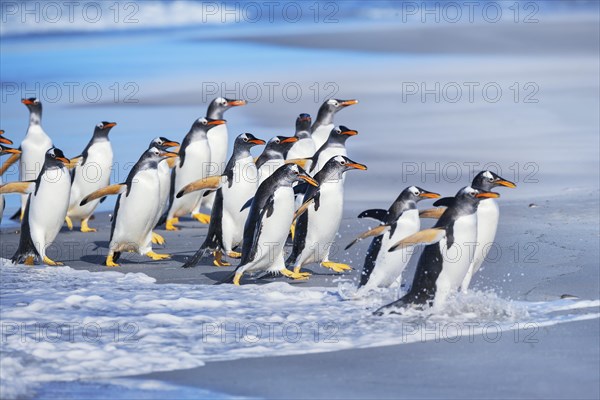 Gentoo Penguins