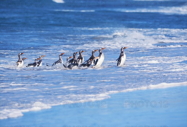 Gentoo penguins