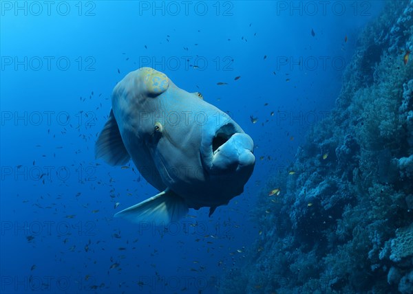 Humphead wrasse