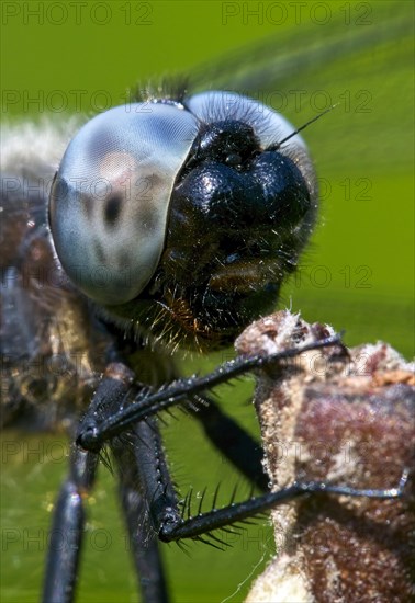 Black-tailed skimmer