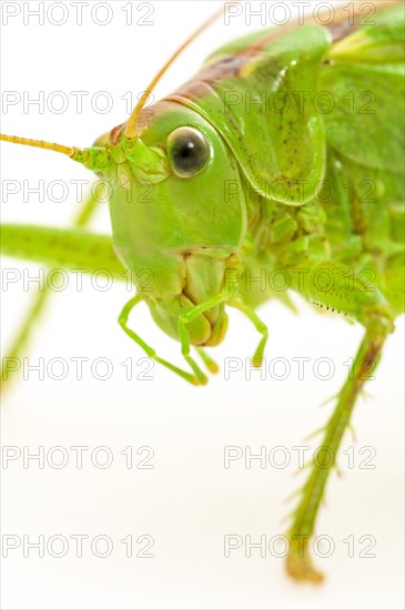 Green grasshopper