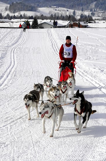 Musher with sled dog team