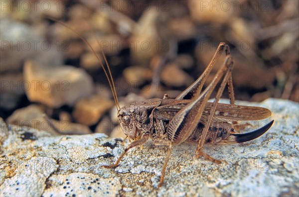 Gray bush-cricket