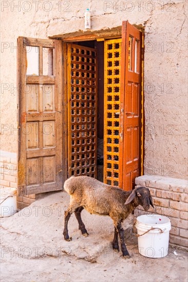 Sheep in the old town