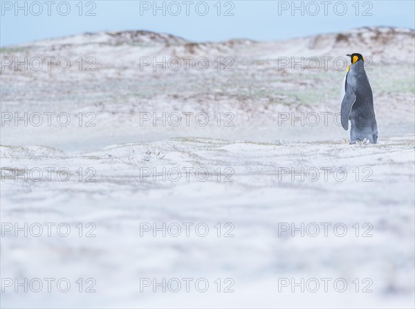 King penguin