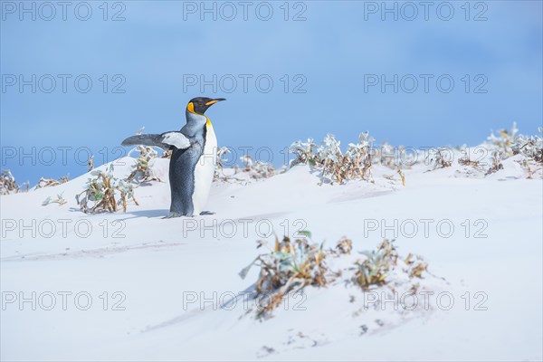 King penguin