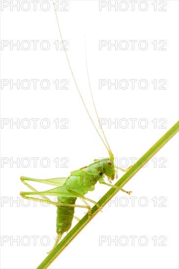 Great green bush cricket