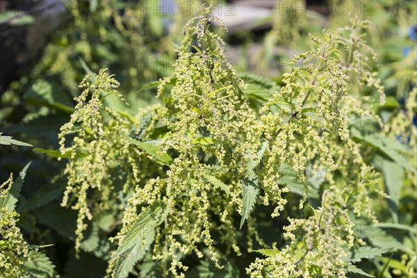 Stinging nettle