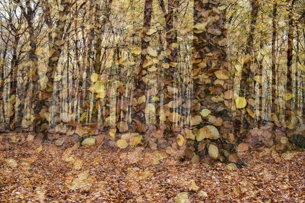 Beech forest in autumn