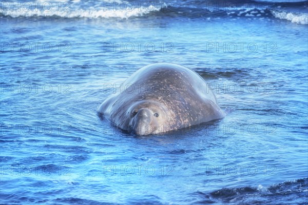 Southern elephant seal