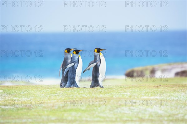 King penguins