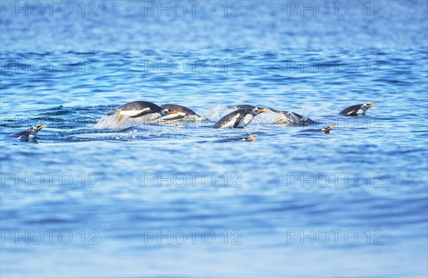 Gentoo penguins