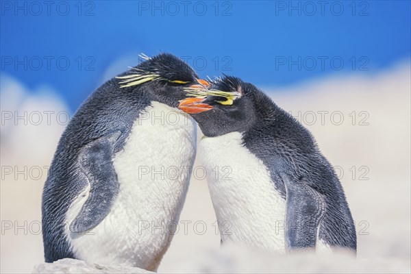 Two Rockhopper penguins