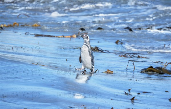 Magellanic penguin