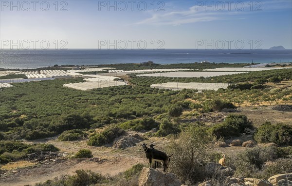 Falassarna Bay with greenhouses