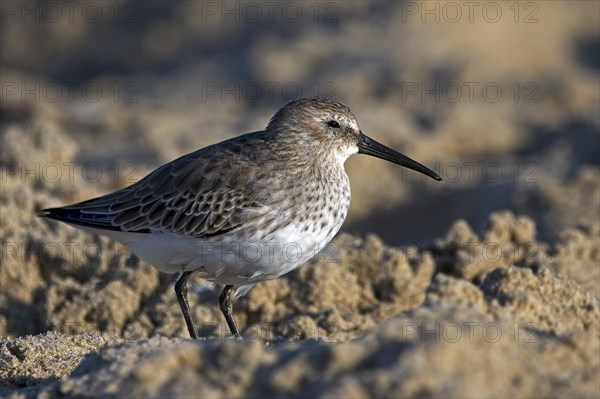 Red knot