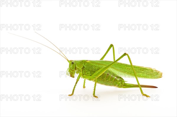 Green grasshopper