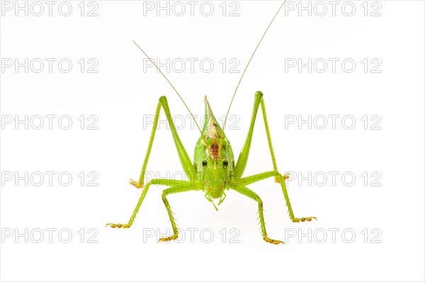 Green grasshopper