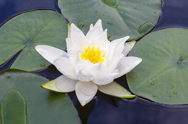 Flowering european white water lily