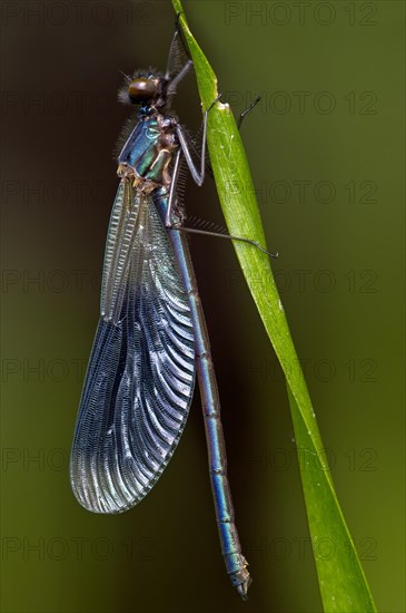 Banded demoiselle