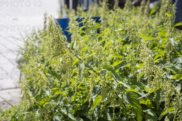 Stinging nettle