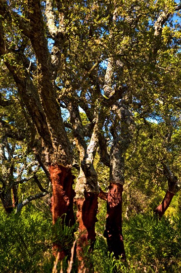 Cork oak forests around Tempio Pausania