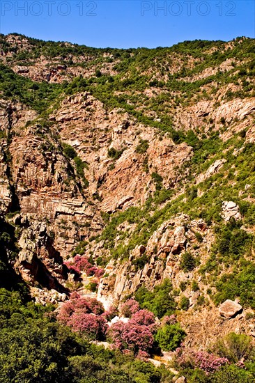 Valley of the Oleander