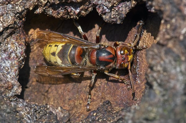 European hornet