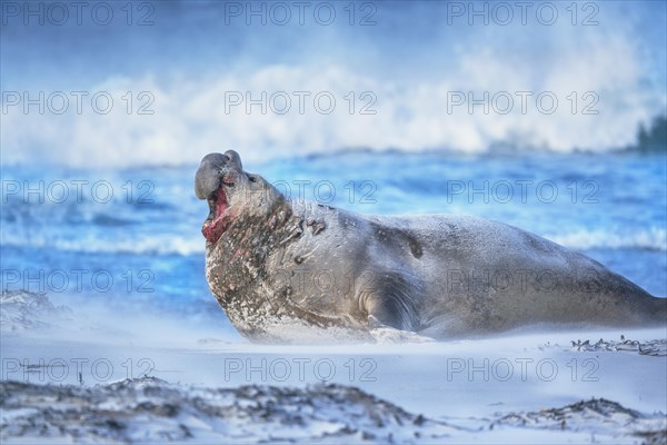 Southern elephant seal