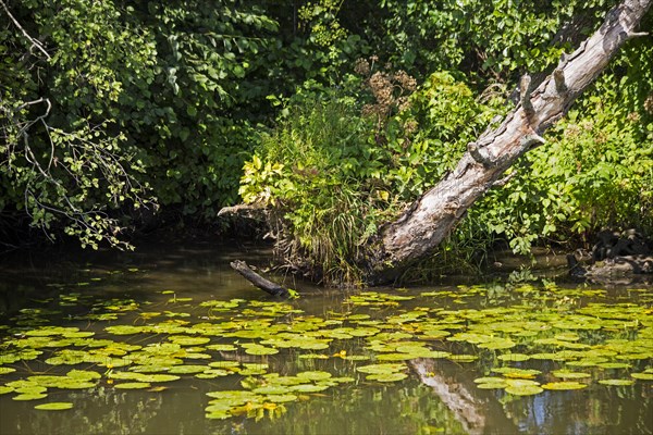 Marshland Memel-Delata