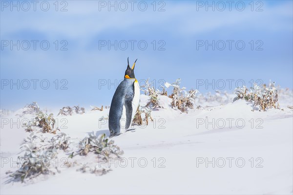 King penguin