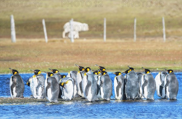 A group of King Penguins