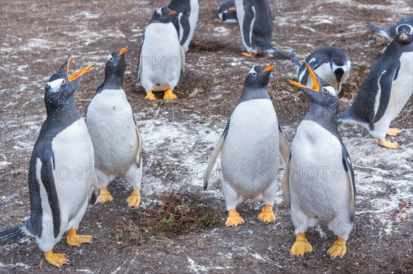 Gentoo penguins